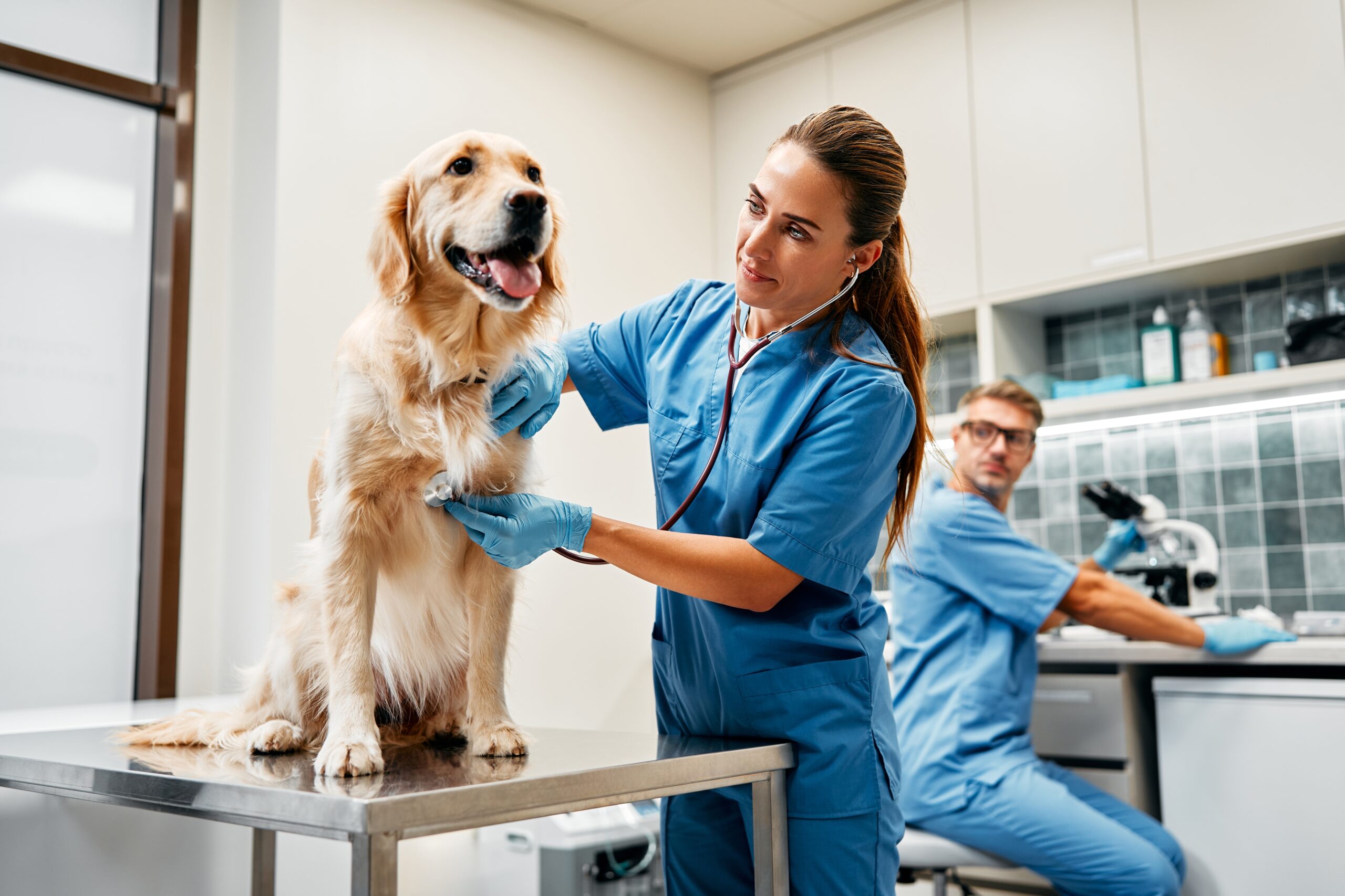 A veterinarian examines a golden retriever using a stethoscope in a modern clinic, while a colleague works at a microscope in the background.