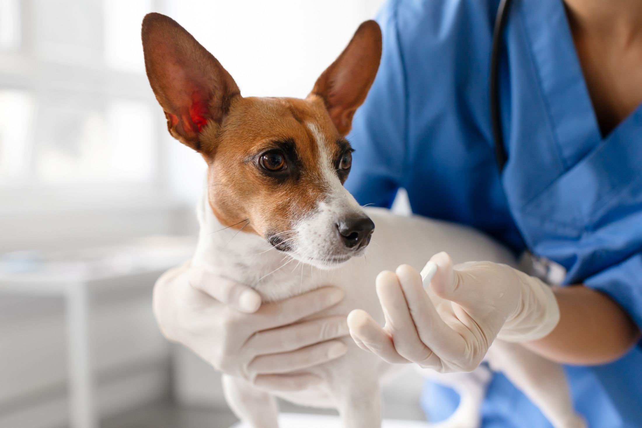 A veterinary professional in blue scrubs holds a small dog while administering medication. The setting suggests a veterinary clinic, emphasizing pet care.