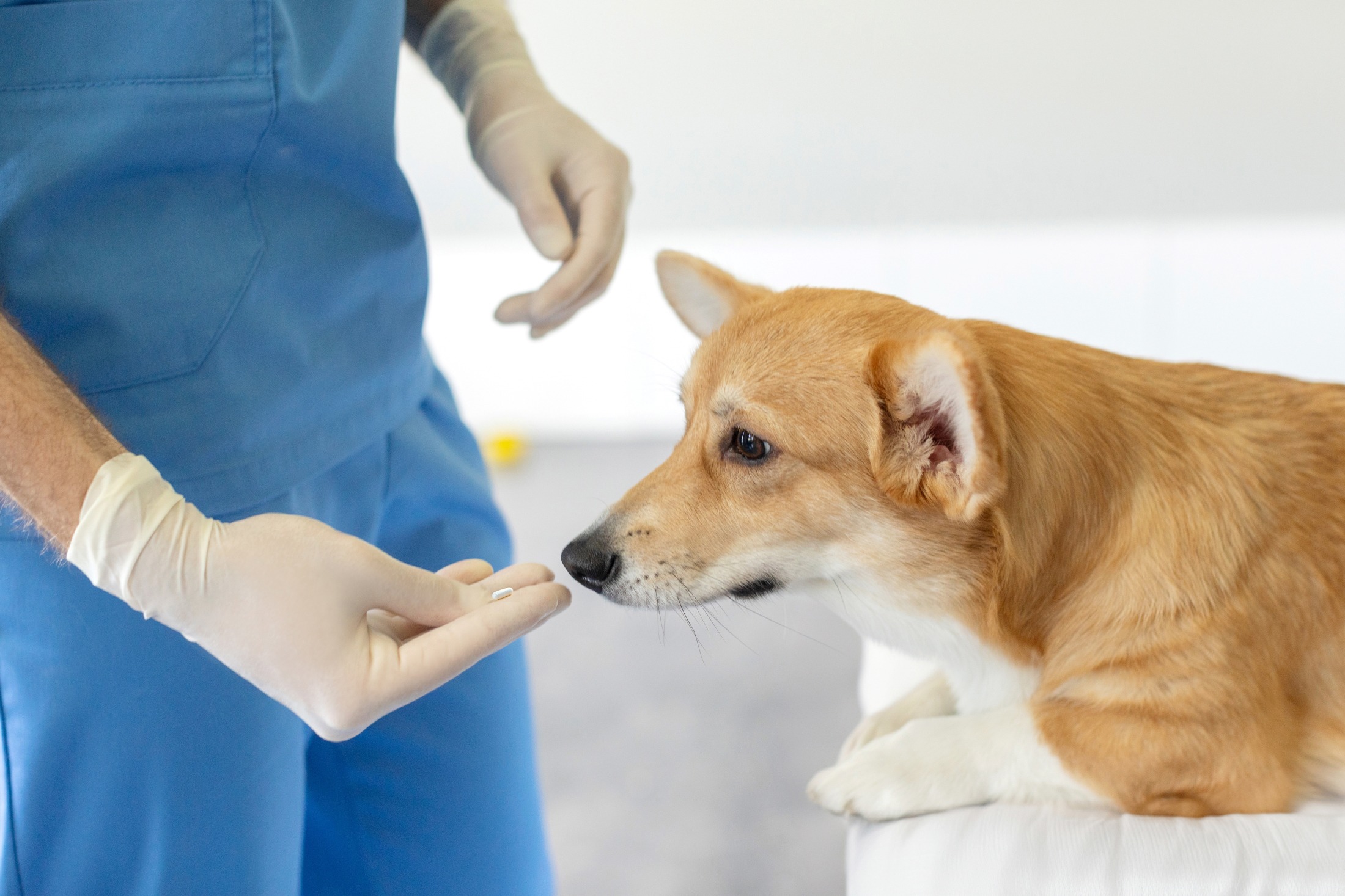 A veterinarian in blue scrubs offers a pill to a focused corgi at a veterinary clinic, highlighting pet healthcare.